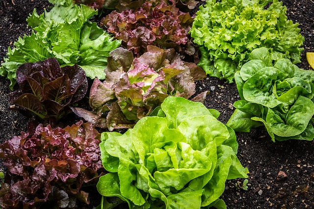Salat im Hochbeet - Blog-Detail - Garten Online